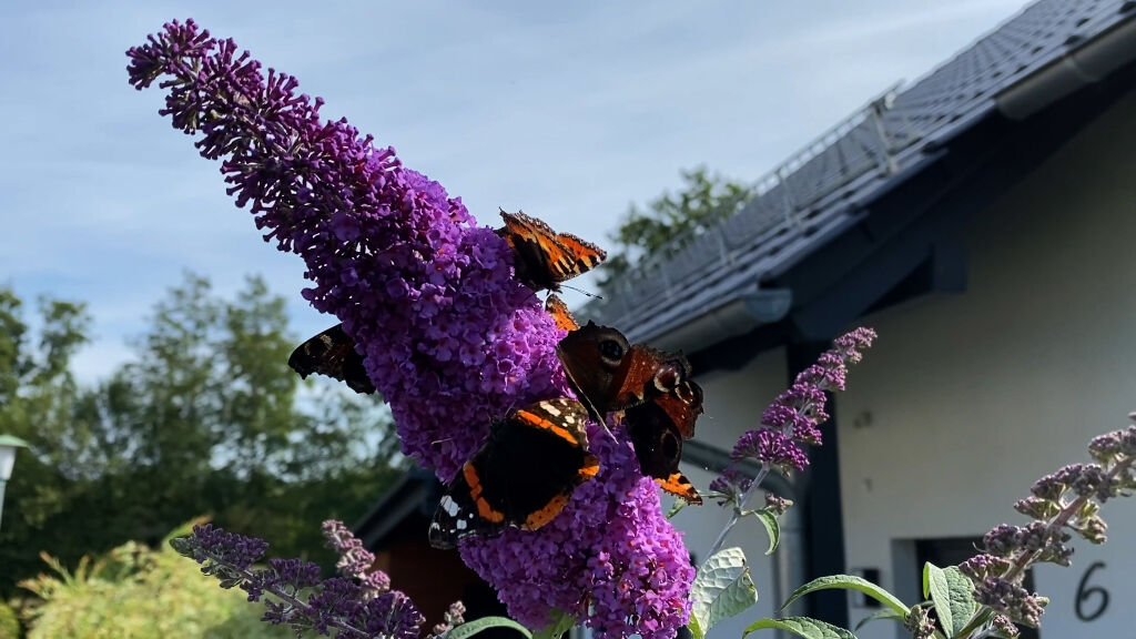 Schmetterling