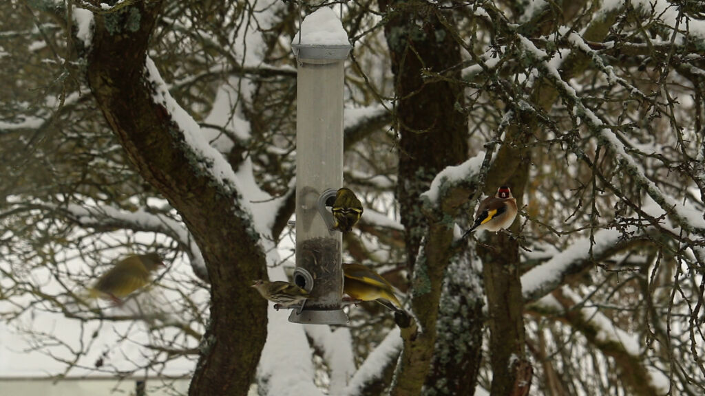 Vögel Futtersäule