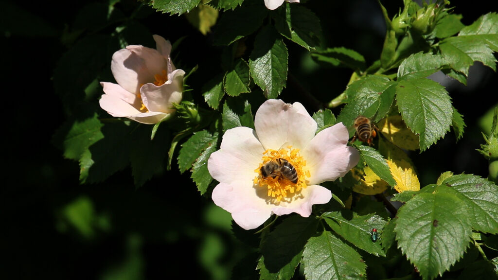 Heckenrose mit Biene