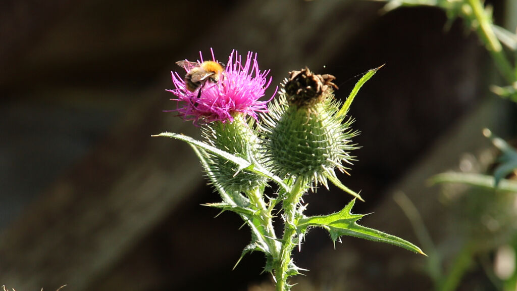 Hummel Distel