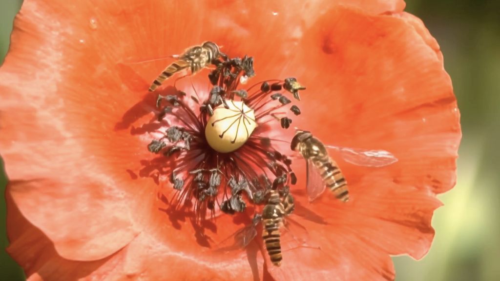 Schwebfliegen an Bl&uuml;ten