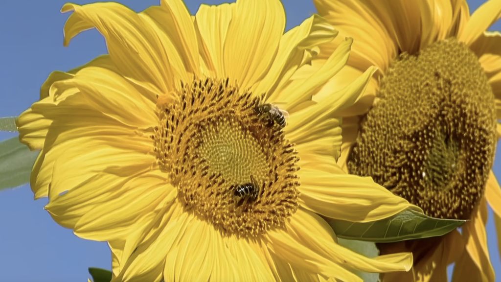 Bienen an Sonnenblumen
