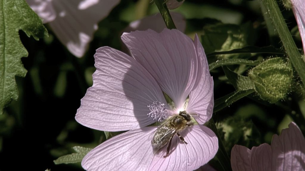 Biene an einer Bl&uuml;te