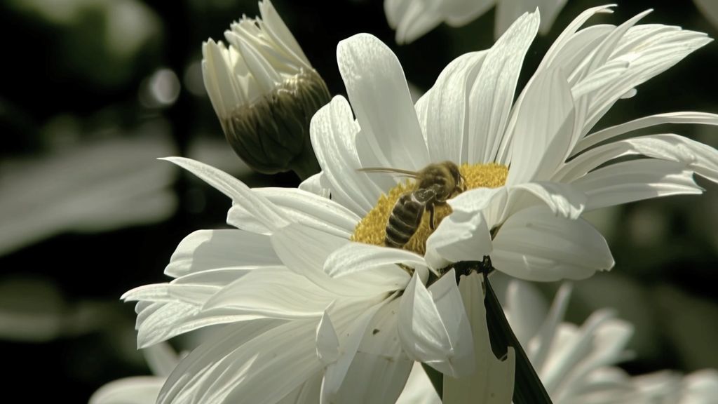 Biene an einer Margerite