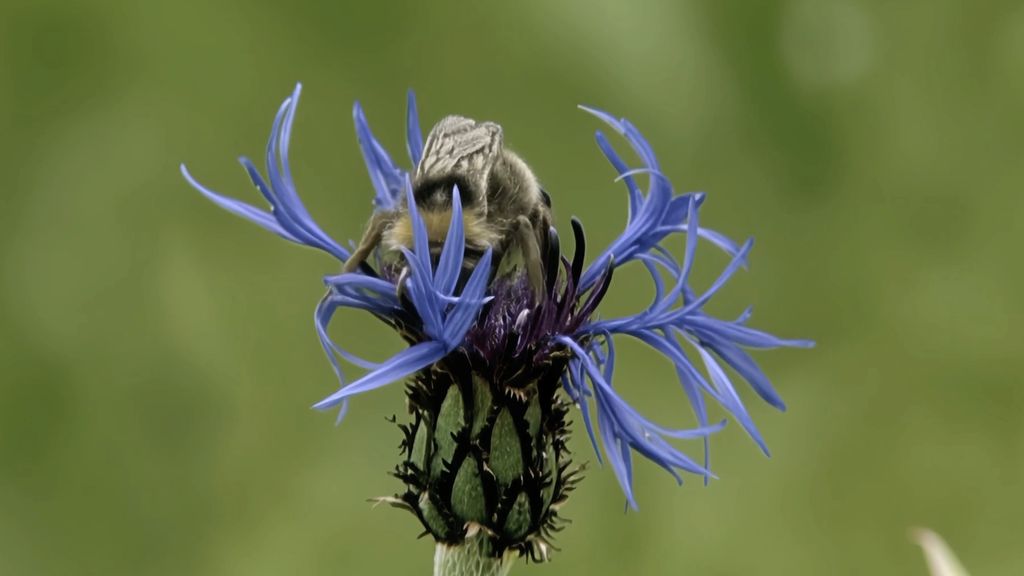 Hummel